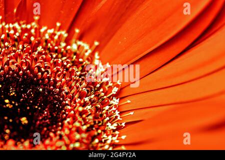 close-up of orange gerbera petals as a background Stock Photo
