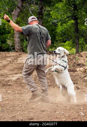 Male trainer using electric shock collars with Golden Retriever dog in snake avoidance workshop Stock Photo