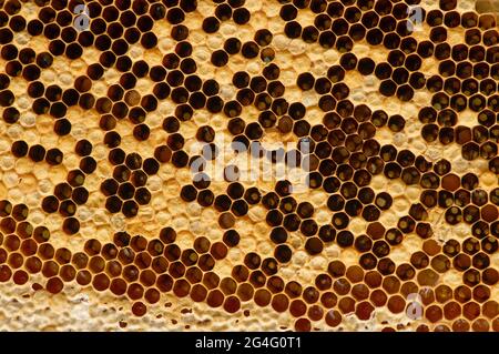 Honey bee nest, hives, from natural rain forest in Gunung Kidul, Yogyakarta, Indonesia. Natural background Stock Photo