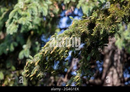 New growing cones on spruce Stock Photo