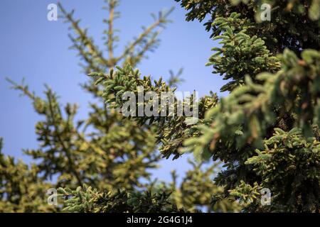 New growing cones on spruce Stock Photo