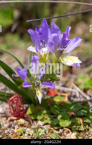 Blue&violet flowering species of Babiana seen in natural habitat near VanRhynsdorp in the Western Cape of South Africa Stock Photo