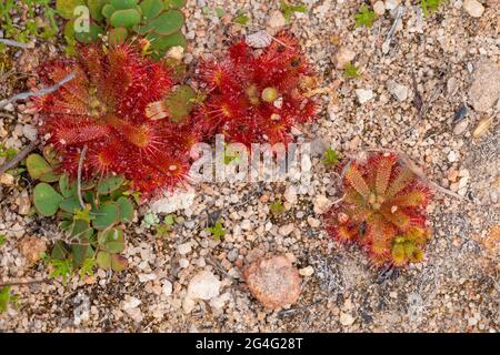 Some red rosettes of the carnivorous plant Drosera trinervia seen in natural habitat close to VanRhynsdorp in the Western Cape of South Africa Stock Photo