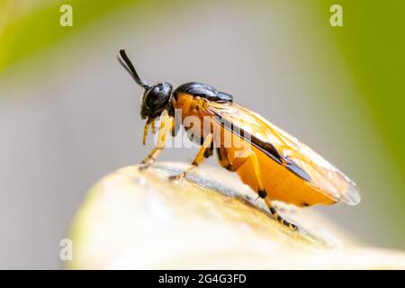 Sawfly (Arge ochropus) perched on a leaf, UK wildlife Stock Photo