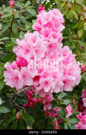 Rhododendron pink pearl - hardy hybrid Stock Photo