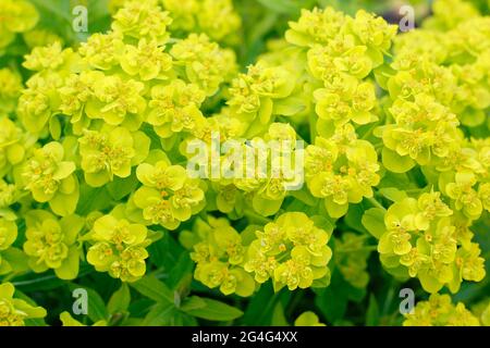 Euphorbia palustris, or Mrsh spurge, displaying characteristic sulphur yellow flowers. Stock Photo