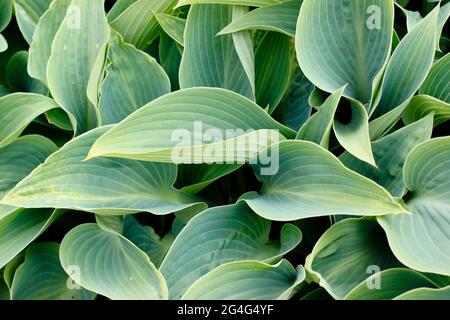 Hosta Halcyon, a compact perennial with blue grey leaves. Tardiana group. Also called Hosta 'Holstein' and Hosta 'Green Halcyon. Stock Photo