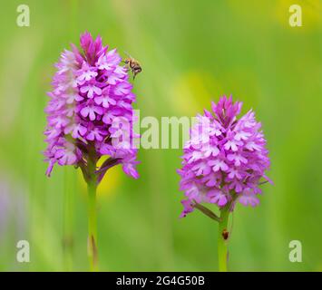 Pyramidal orchid with visiting hoverfly in a Somerset meadow UK Stock Photo