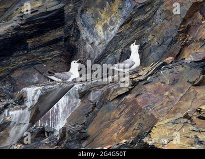 Northern Fulmar Fulmarus glacialis nesting on a rock ledge on slate sea cliffs in Pembrokeshire South Wales UK Stock Photo