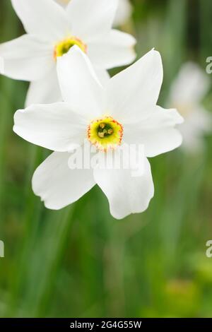 Narcissus poeticus; commonly known as poet’s narcissi or pheasant’s eye. Stock Photo