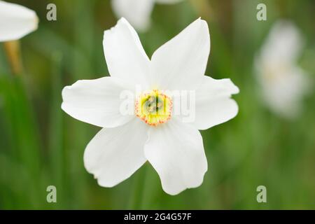 Narcissus poeticus; commonly known as poet’s narcissi or pheasant’s eye. Stock Photo