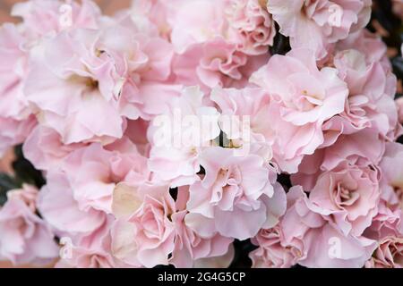 Pink azalea flowers texture background, high detailed Stock Photo