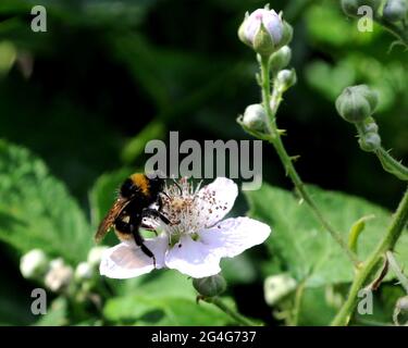 Small garden bumblebee (Bombus hortorum) on bramble (Rubus sp) flower in Mill Hill Old Railway Nature Reserve, Barnet, London, UK. Stock Photo