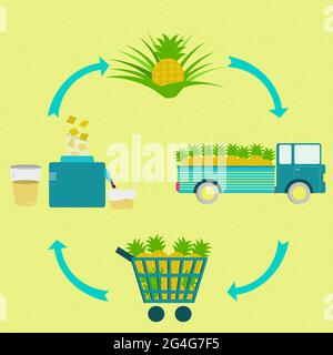 Pineapple production steps. Pineapple tree, harvest, transport ...