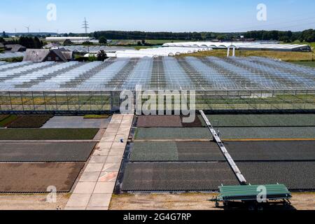 Horticultural business, irrigation in with a sprinkler system, travelling on wheels in the open air, greenhouse, different types of pot plants grow he Stock Photo