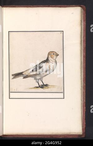 Snow bunting (Plectrophenax nivalis). Snow bunting. Numbered at the top right: 13. Part of the second album with drawings of birds. Fourth of twelve albums with drawings of animals, birds and plants known around 1600, made by Emperor Rudolf II. With explanation in Dutch, Latin and French. Stock Photo
