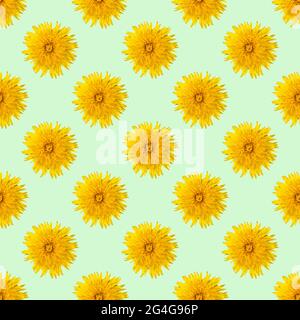 Seamless pattern from blooming yellow dandelions on a light green mint background, closeup, minimalism, square frame. Can be used as natural floral ba Stock Photo