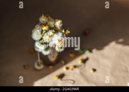 withering white dandelions in a glass vase. still life with flowers ...