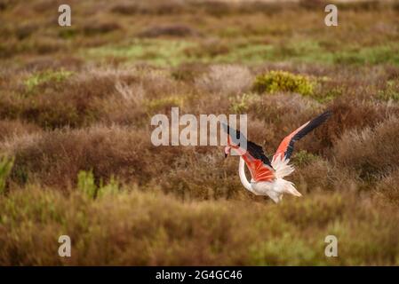 Monnatura delta de lebre hi-res stock photography and images - Alamy