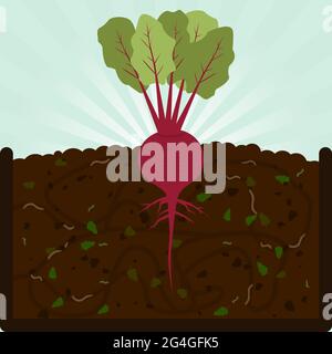Planting beet. Composting process with organic matter, microorganisms and earthworms. Fallen leaves on the ground. Stock Vector