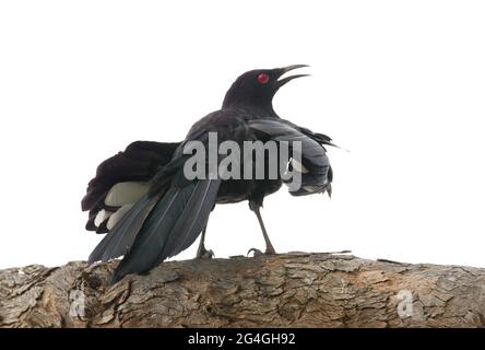Corcorax White-winged chough on a tree, Queensland,Australia Stock Photo - Alamy