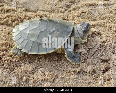 The red-crowned roofed turtle or Bengal roof turtle, Batagur kachuga is ...