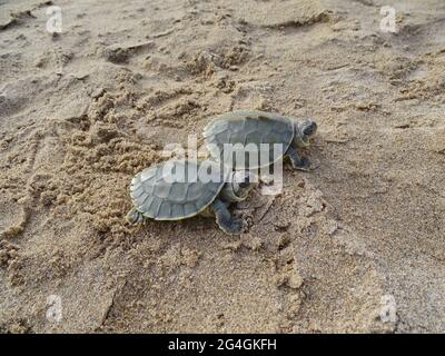 The red-crowned roofed turtle or Bengal roof turtle, Batagur kachuga is ...