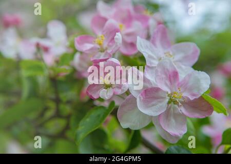 Closeup of apple tree flowers at blossom in the garden. Beautiful nature scene with a flowering tree. Spring flowering garden fruit tree Stock Photo