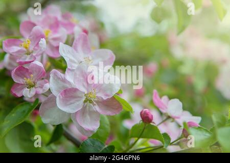 Closeup of apple tree flowers at blossom in the garden. Beautiful nature scene with a flowering tree. Spring flowering garden fruit tree Stock Photo