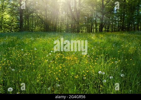 Alpen Landscape. Green field meadow full of spring flowers with forest on the background. Selective focus. Spring Nature. Beautiful Landscape Stock Photo