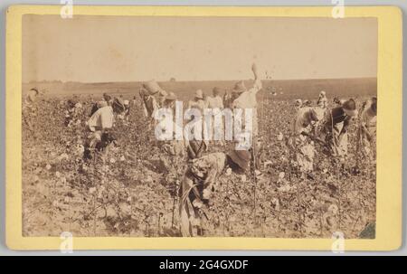 A cabinet card with an albumen print of a group of unidentified African-American men, women, and children picking cotton in a field. The landscape behind the cotton field is barren, with a grove of trees in the far left distance. Most of the people are bent over picking, though some are standing upright and one person in the left background has a large basket hoisted onto their left shoulder. The print is mounted on a pale yellow card mount that is gray on the reverse. The title and photographer name are printed and handwritten in black ink on the reverse. Stock Photo