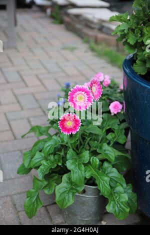 Pink and white Gerbera jamesonii Daisy flowers growing in a tin pot on a brick patio in Wisconsin Stock Photo