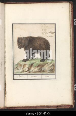 European Brown Bear (Ursus Arctos Arctos); Beir. / Ursus. / Ours .. European Brown Bear. At the top right numbered: 7. At the top right the name in nine languages. Part of the first album with drawings of four-legged friends. First of twelve albums with drawings of animals, birds and plants known around 1600, made by Emperor Rudolf II. With explanation in Dutch, Latin and French. Stock Photo
