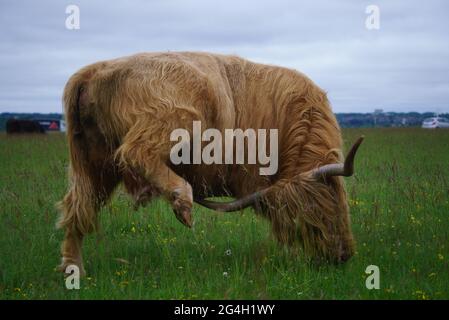 Long-haired Scottish Cattle in Cotswolds, Gloucestershire Stock Photo