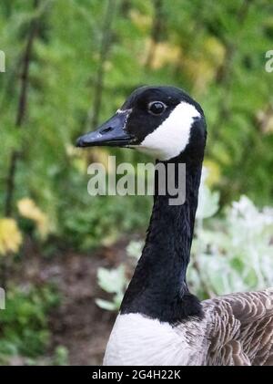 One adult Canada Goose UK; side close up view of head and neck looking left; Branta canadensis, British birds, Suffolk UK Stock Photo