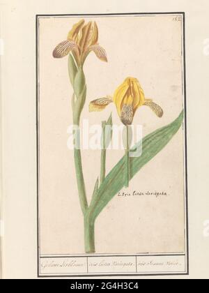 Yellow lis (iris pseudacorus); Geluwe Lisbleme / Iris Lutea variegata. / Iris Jeaune variety. Yellow lis. Numbered at the top right: 182. At the bottom right of the Latin name. Part of the second album with drawings of flowers and plants. Ninth of twelve albums with drawings of animals, birds and plants known around 1600, made by Emperor Rudolf II. With explanation in Dutch, Latin and French. Stock Photo