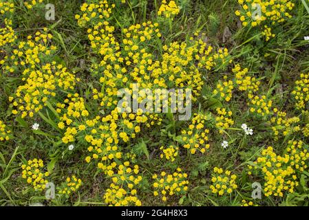 cypress spurges with yellow petal-like bracts growing in a dry meadow Stock Photo