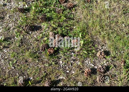 close-up of fallen pine cones lying on a stony ground Stock Photo