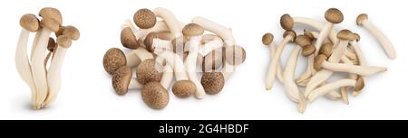 Brown beech mushrooms or Shimeji mushroom isolated on white background. Set or collection Stock Photo
