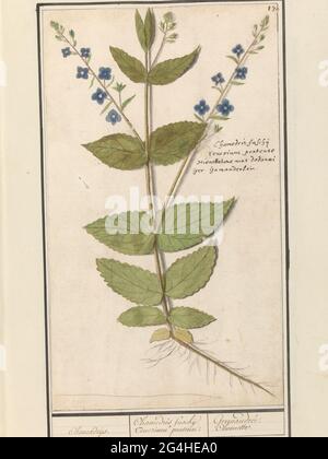 Ordinary honorary prize or Gamander-Ereprijs (Veronica Chamaedrys);  Chamaedrijs. / Chamedris Fuschij, Teucrium talkse. / Germandre. Chesnette.  Ordinary honorary prize or Gamander-Ereprijs. Branch with leaves, flowers  and roots. At the top right numbered: