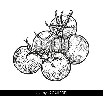 Tomatoes on branch. Hand drawn vegetables in sketch. Vector illustration Stock Vector