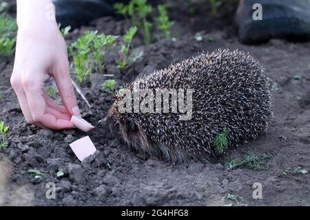 The girl feeds the wild hedgehog.  Scientific name: Erinaceus Europaeus. Close up of a wild, native, European hedgehog eating food from the hand. Stock Photo