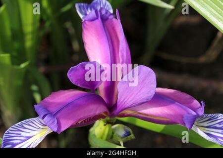 Iris graminea on blurred background.  Blue and violet flowers, almost hidden by narrow, grassy leaves, and a plum scented fragrance. Stock Photo