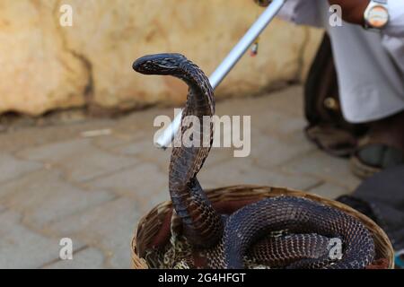 Snake charmer sit and play music for demonstration of the cobra dance outside Amber fort in Jaipur, India Stock Photo