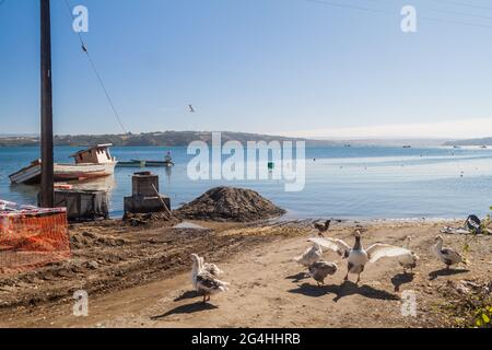 Old wrecked boats and geese in Curaco de Velez village, Isla Quinchao island, Chile Stock Photo