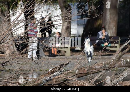 cocoi heron (Ardea cocoi) perched in a tree in a public park in Buenos Aires, with people in the back Stock Photo