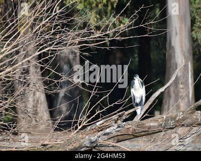 cocoi heron (Ardea cocoi) perched in a tree in a public park in Buenos Aires Stock Photo