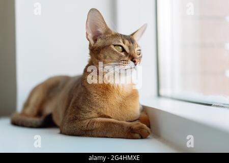 Portrait of an Abyssinian cat at home. Cute kitty resting on the windowsill Stock Photo