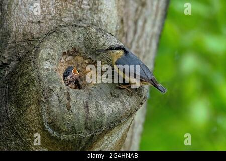 Adult Nuthatch-Sitta europaea feeds chicks at nest site. Stock Photo