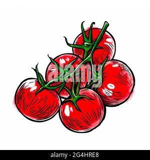 Tomatoes on branch illustration. Vegetables isolated on white background Stock Photo